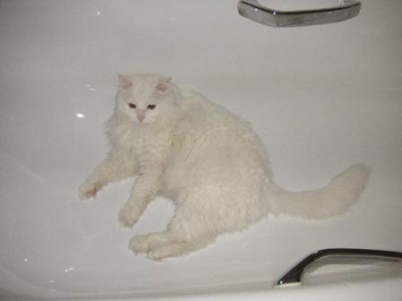 はやく、帰ってきてにゃ。。