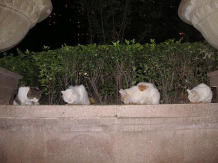 野良ニャンの食事風景♪