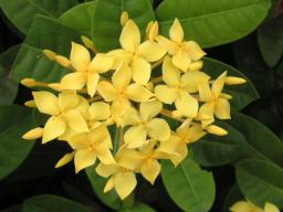 なんていう花?　その５