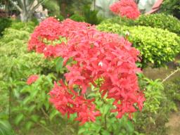 なんていう花?　その６