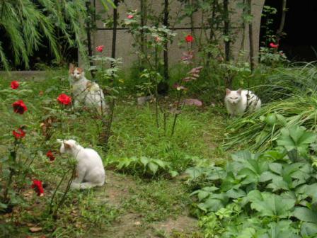野良ニャンのお庭♪