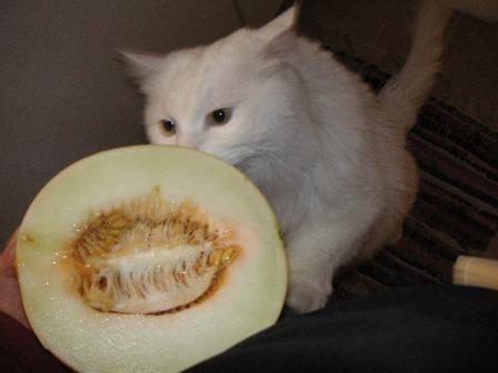 ごほうびだにゃ！