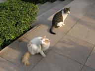 くつろぐ野良にゃん♪