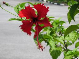 ハイビスカス赤その２