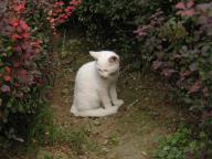 チビしろちゃん♪