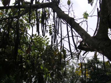 何の実？…豆？