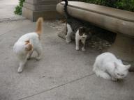 仲良し野良ニャン達♪