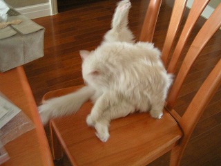 しょれはだにゃあ。。。