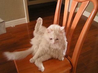 まったくにゃ。。。