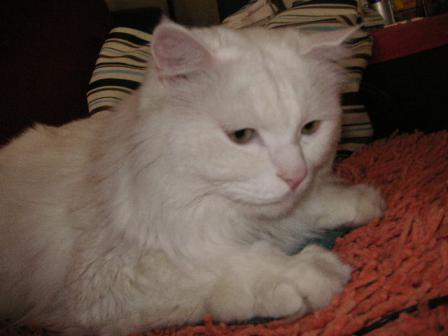 やっぱし、さみしいにゃよ。。。