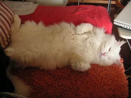 僕の世話もしろよにゃ。。。Zｚｚｚ…ｚｚ･･