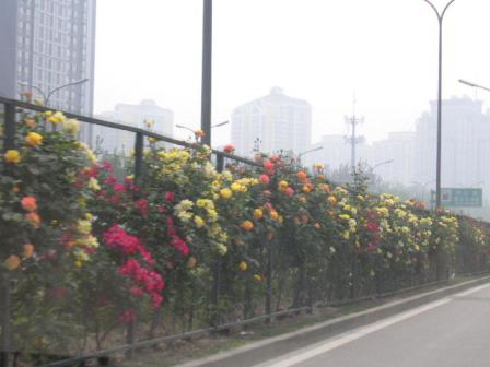 道路沿いの５月のバラ　その２