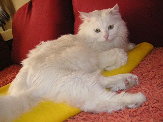 またかにゃ。。