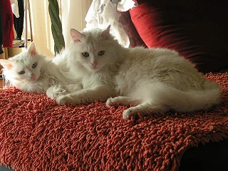 いつもいっしょ♪