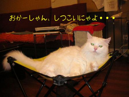 安眠妨害だにゃ。。。