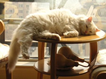 あ～　だらけるにゃあ。。。