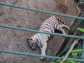 ホワイトタイガー