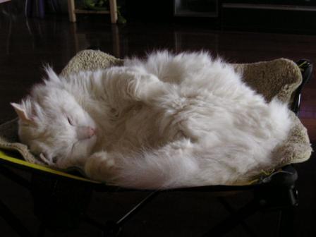 眠いから起こさにゃいで・・・