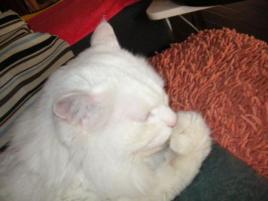 もったいぶるにゃよ。。