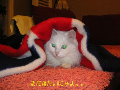まだ寝たいにゃよ。。