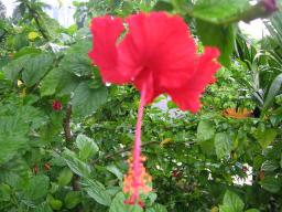 ハイビスカス赤