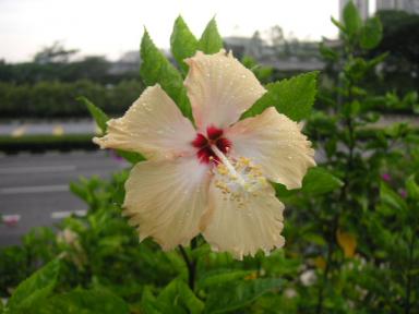 ハイビスカス　クリーム