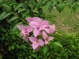 なんていう花?　その１　