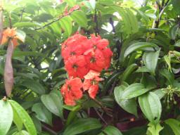 なんていう花?　その２