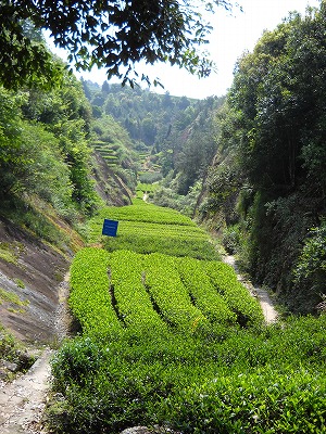 これがホントの若芽「萌え」デス。