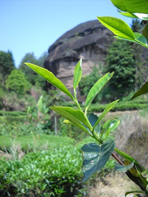 茶摘みは楽しいですよ～。