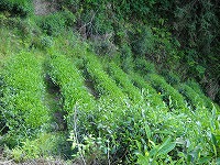 自然の中にある茶畑です。
