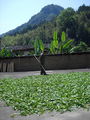 生茶葉、日光にさらしてます。