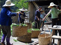 生茶葉を売りに来てます。