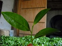 大きな水仙の葉っぱ。