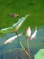 蓮、トンボ、カメ、鯉、すべておさまった（笑）