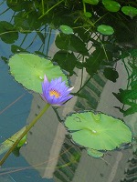 何のお花でしょ？