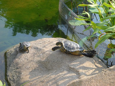 のび～～～～っと聞こえてきそうだった