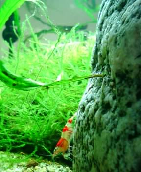 妊婦えびちゃん