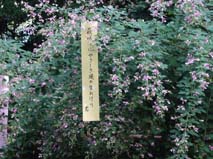 萩の花