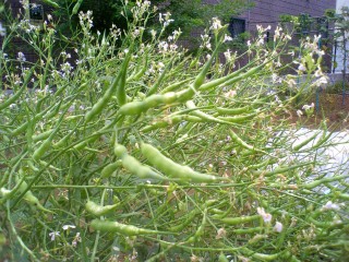 daikon hana