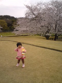 30日の桜