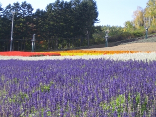 上富良野町の花壇？