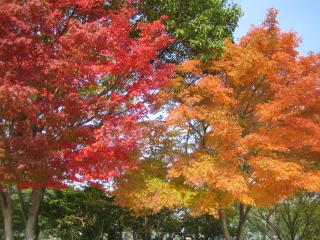 紅葉しはじめ・・・