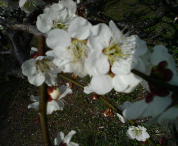 拡大した梅の花