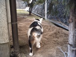 排泄所