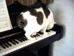 ピアノどんづまり