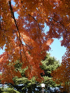 紅葉シーズン真っ盛り！