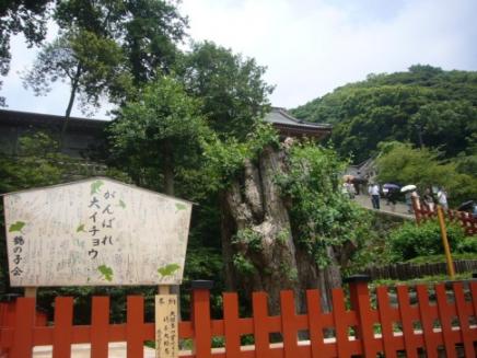 鶴岡八幡宮大銀杏