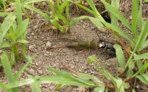 クロアナバチ運ぶ