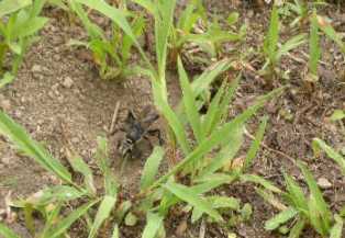 クロアナバチ埋める